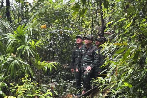 Nâng cao hiệu quả giám sát đa dạng sinh học và bảo vệ rừng