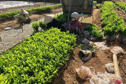 Xuân mới trên đất Bình Điền