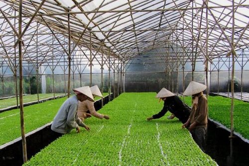 Chủ động 'giữ nhịp' sản xuất nông nghiệp, tránh cú sốc nguồn cung sau Tết
