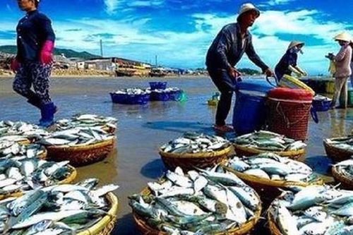 'Mỏ vàng đại dương' giúp Việt Nam thu tiền tỷ đầu năm, châu Á – Nam Mỹ liên tục đặt hàng