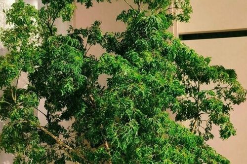 Cây cảnh được mệnh danh 'bảo bối nội thất', vừa đẹp sang, hút tài lộc lại ăn được từ ngọn tới gốc, rất được chuộng dịp Tết