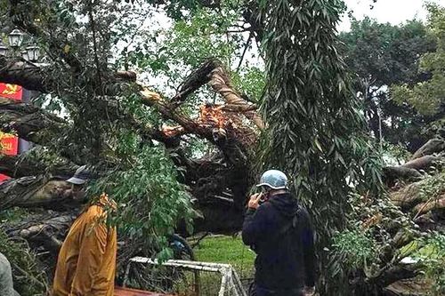 Cây đổ ở vườn hoa Hà Nội, một phụ nữ nhập viện