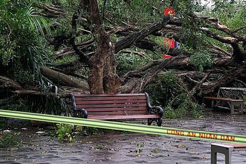 Hà Nội: Cây si cổ tại vườn hoa Lý Tự Trọng gãy đổ, 2 người bị thương