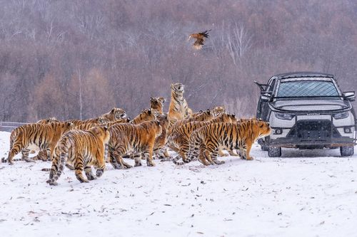 Được 'vỗ béo' quá đà dịp Tết, gần 200 con hổ Trung Quốc phải ăn kiêng