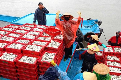 Ngư dân Nghệ An trúng đậm 15 tấn cá biển, thu về 200 triệu đồng