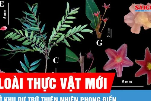 Phát hiện loài thực vật mới ở Khu Dự trữ thiên nhiên Phong Điền