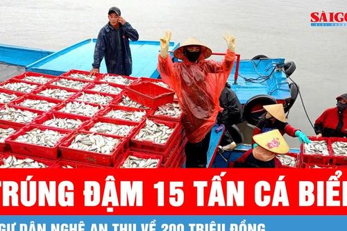 Ngư dân Nghệ An trúng đậm 15 tấn cá biển, thu về 200 triệu đồng