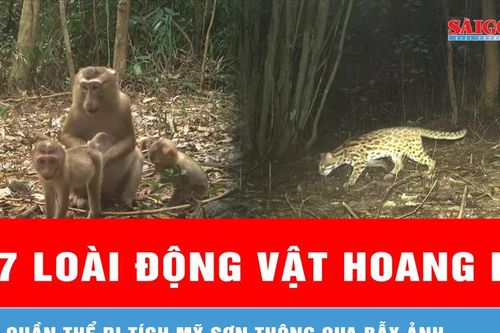 Ghi nhận 27 loài động vật hoang dã tại quần thể di tích Mỹ Sơn thông qua bẫy ảnh