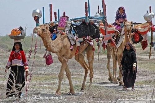 Bản sắc độc đáo của tộc người sống nhờ lạc đà ở sa mạc Ấn Độ