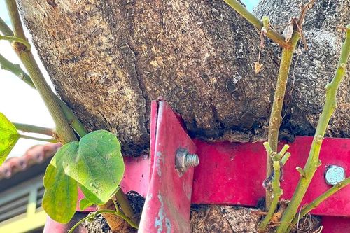 Xót xa hàng cây hoa ban bị cùm sắt 'bóp cổ' chết dần