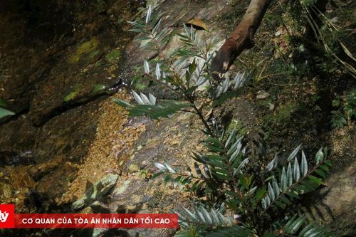 Huế phát hiện loài Diệp hạ châu mới tại Khu Dự trữ Phong Điền