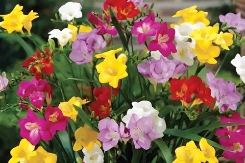 Loài hoa nhỏ đang xuất hiện ngày càng nhiều trong nhà phố, căn hộ cao cấp