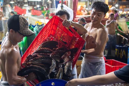 Cá lóc ngập chợ Bình Điền lúc nửa đêm, tiểu thương tất bật trước ngày vía Thần Tài