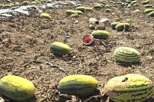 Thương lái bỏ thu mua, hàng trăm tấn dưa hấu bị bỏ thối gây thiệt hại lớn