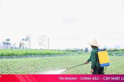 Xắn tay phòng trừ sâu bệnh hại lạc xuân