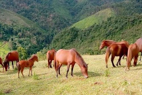 Cúng hồn ngựa: Câu chuyện của lòng biết ơn trong văn hóa người Mông