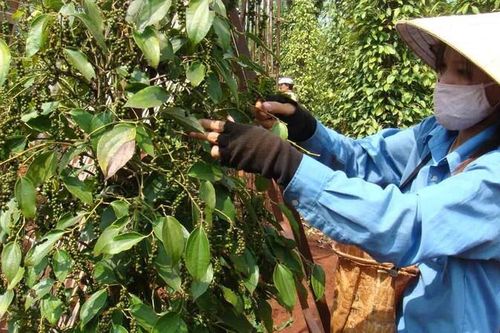 Triển vọng lớn xuất khẩu gia vị Việt Nam sang thị trường Thụy Điển
