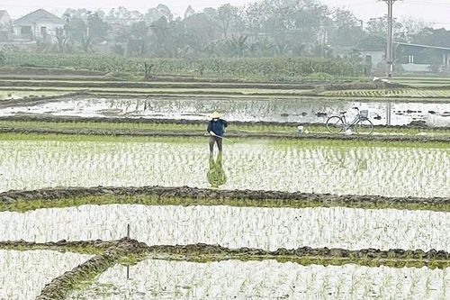 Chủ động dự báo sâu bệnh cho cây trồng