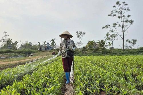 Về làng ươm mầm xanh cho đất