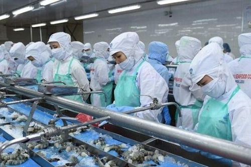 Chủ tịch Sao Ta (FMC): Tác động thuế CBPG đối với tôm Việt Nam không quá lớn