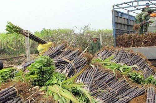 Doanh nghiệp mía đường đối mặt nhiều thách thức: Tồn kho gia tăng, lợi nhuận thu hẹp để giữ thị phần