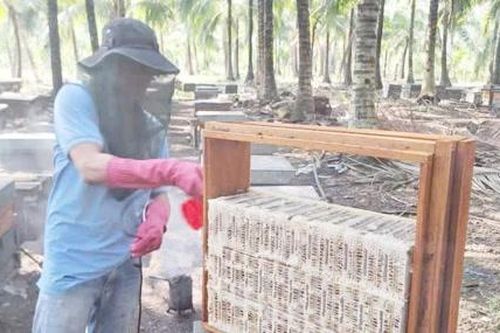 Đồng Tháp: Gìn giữ và phát triển nghề nuôi ong - hướng đi bền vững từ giá trị truyền thống