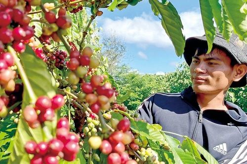 Cà phê Gia Lai hướng đến chuỗi giá trị toàn cầu