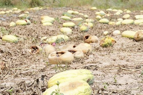 Ia Mơ: Hàng trăm tấn dưa hư hỏng vì vỡ thỏa thuận mua bán