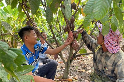 Cây ca cao mở ra hy vọng trên vùng đất khó Pờ Tó