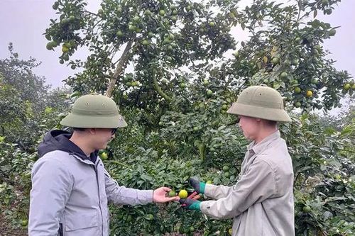 Mở hướng làm giàu cho người dân xã Phú Mỹ