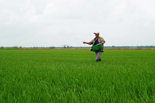 Nông dân ra đồng ngay từ đầu năm mới