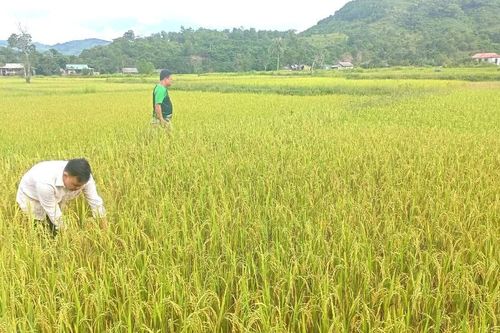 Tìm hướng bảo tồn giống lúa nếp than, lúa Ra dư
