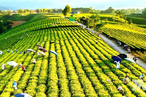 Nâng tầm giá trị sản phẩm chè