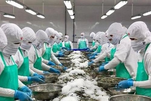 Xuất khẩu tôm hùm sang Trung Quốc: Lợi thế và thách thức mới