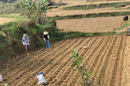 Toàn tỉnh gieo trồng hơn 50% diện tích ngô vụ xuân 2026