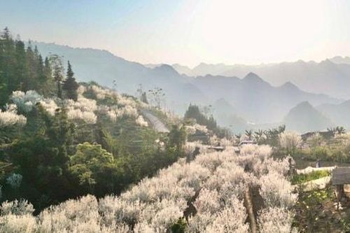 Tháng 2, ngắm hoa mận trắng trời Bắc Hà