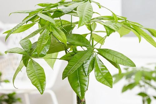 Cách kích hoạt cung tài lộc thu hút tiền tài hiệu quả ngay từ đầu năm mới