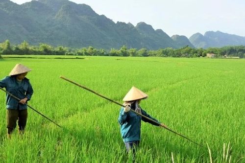 Đổi mới toàn diện, nâng cao chất lượng đào tạo nghề cho lao động nông thôn