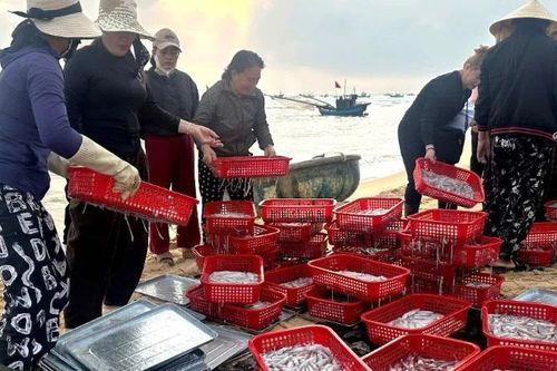 Ngư dân Quảng Trị trúng 'lộc biển' đầu năm