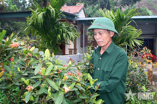 Cựu chiến binh bám rừng làm giàu
