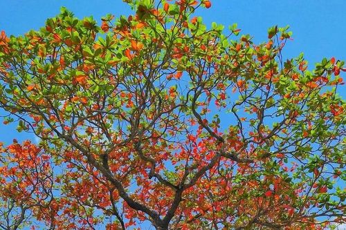 Ngỡ ngàng Côn Đảo mùa bàng thay lá