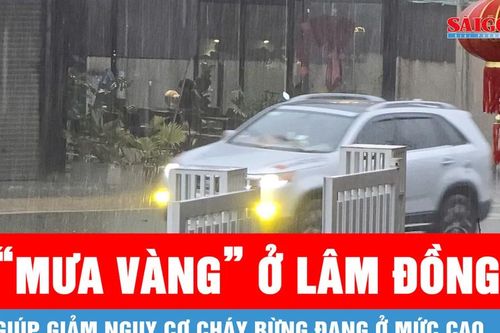 Lâm Đồng xuất hiện 'mưa vàng' trên diện rộng