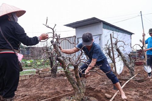 Người dân làng đào Nhật Tân tất bật hồi sinh đào sau Tết Bính Ngọ 2026