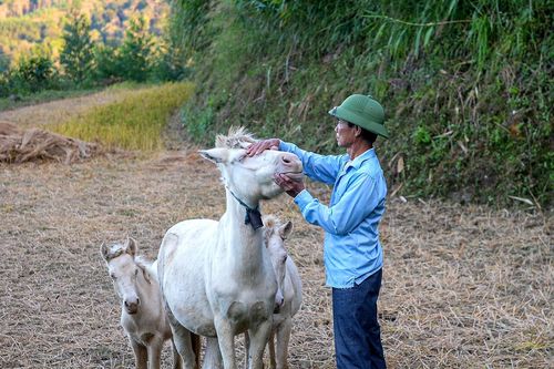 Nuôi ngựa bạch 4 tháng bán 30 triệu đồng/con, lão nông xứ Lạng đổi đời