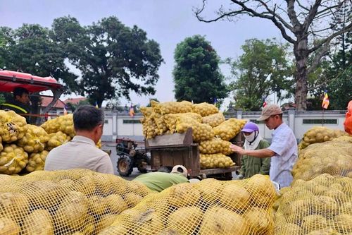 Niềm vui vụ Đông khoai tây được mùa