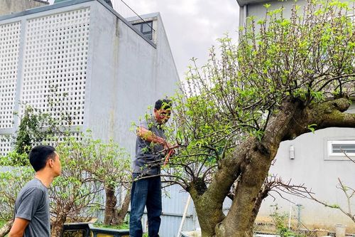 Tiểu thương loay hoay thanh lý đào sau Tết