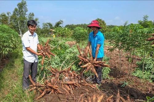 Đánh thức tiềm năng ngành sắn trong chuỗi giá trị nông nghiệp hiện đại