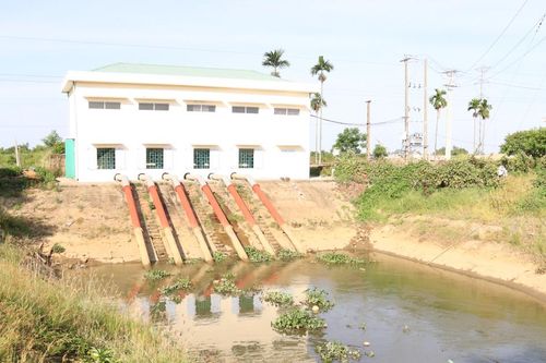 Khẩn trương chống nhiễm mặn cho cây lúa