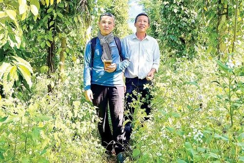 Canh tác hữu cơ để phát triển bền vững