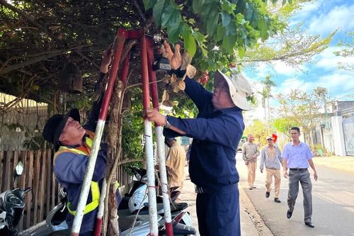 Phường Hội Phú giải cứu hàng trăm cây hoa ban bị cùm sắt 'trói' nhiều năm